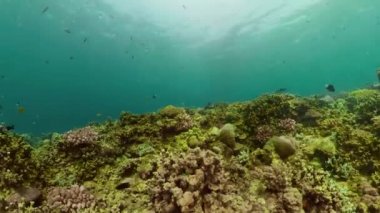 Mercan resifi ve tropikal balıklar