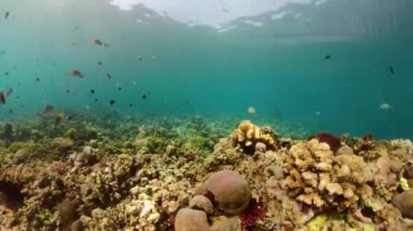 Mercan resifi ve tropikal balıklar