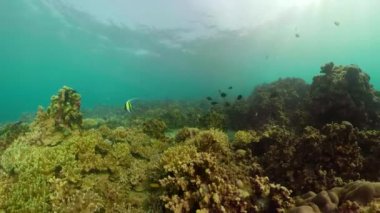 Mercan resifi ve tropikal balıklar