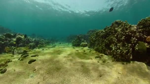 Κοραλλιογενής Ύφαλος Και Τροπικά Ψάρια Υποβρύχιες Καταδύσεις Και Ψαροντούφεκο Κοραλλιογενή — Αρχείο Βίντεο