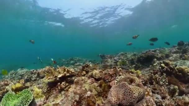 Arrecife de coral y peces tropicales — Vídeo de stock