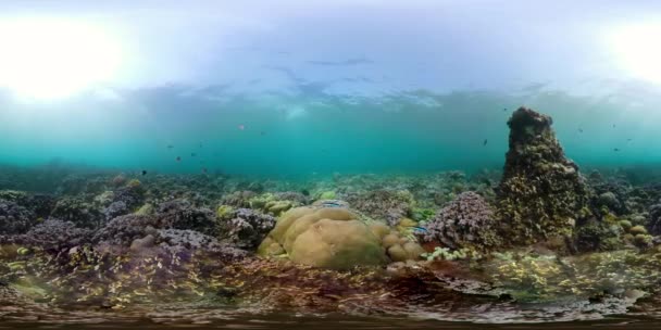 Arrecife de coral y peces tropicales vr360 — Vídeo de stock