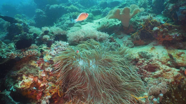 Клоун Anemonefish Actinia Кораловому Рифі Amphiprion Клоун Міндоро Підводні Коралові — стокове фото