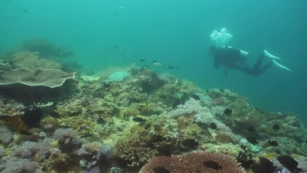 Buceador bajo el agua. Filipinas, Mindoro . — Vídeos de Stock