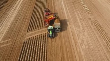 Tarlada patates topluyorum.