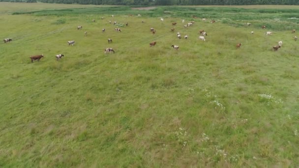 Les vaches paissent dans les pâturages — Video