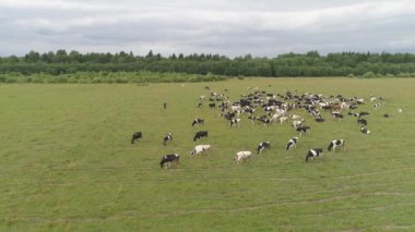 İnekler otlakta otlar.