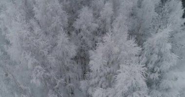 Ormanlı kış manzarası.