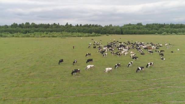 Les vaches paissent dans les pâturages