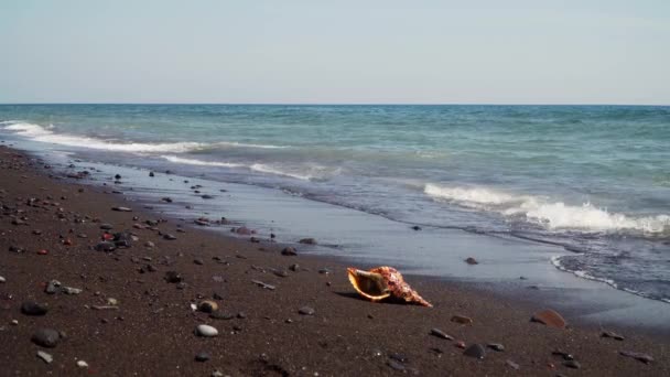 Grote zeeschelp op het zand — Stockvideo