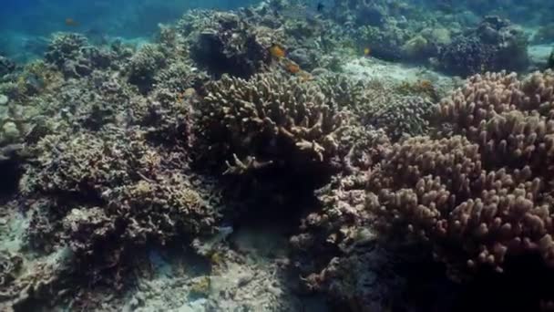 Recifes de coral e peixes tropicais — Vídeo de Stock