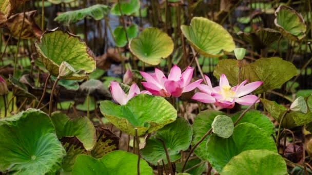 Flor de loto rosa — Vídeo de stock