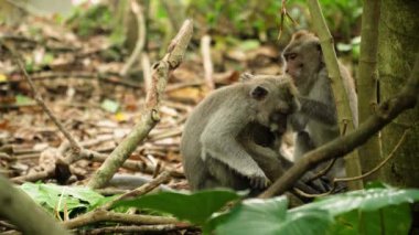 Bali 'deki ormanda maymunlar.