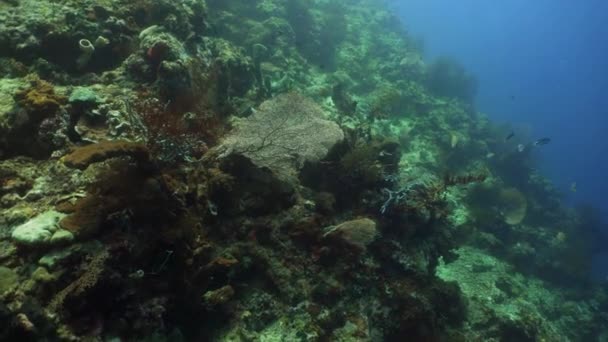 Karang karang dan ikan tropis — Stok Video