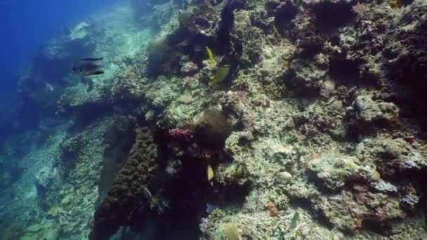 Arrecife de coral y peces tropicales — Vídeo de stock