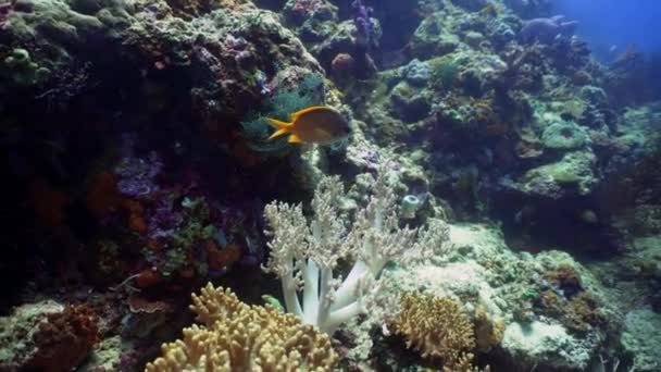 Recifes de coral e peixes tropicais — Vídeo de Stock