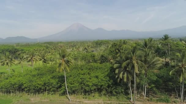 Βεράντες ρυζιού και γεωργικές εκτάσεις στην Ινδονησία — Αρχείο Βίντεο