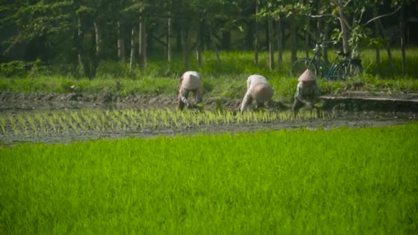 Jordbrukarna planterar ris — Stockvideo