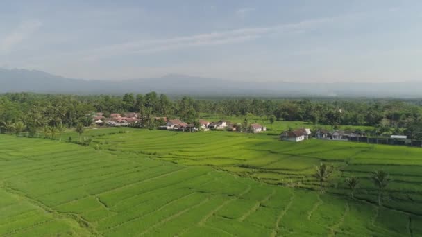 Terrazas de arroz y tierras agrícolas en indonesia — Vídeo de stock