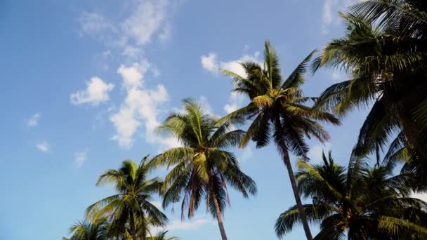 Palmeras y cielo azul — Vídeos de Stock