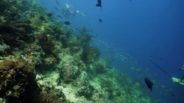 Recifes de coral e peixes tropicais — Vídeo de Stock