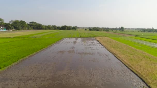 Reisfeld und landwirtschaftliche Flächen in Indonesien — Stockvideo