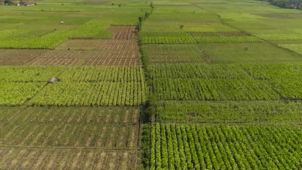 Terras agrícolas na indonésia — Vídeo de Stock