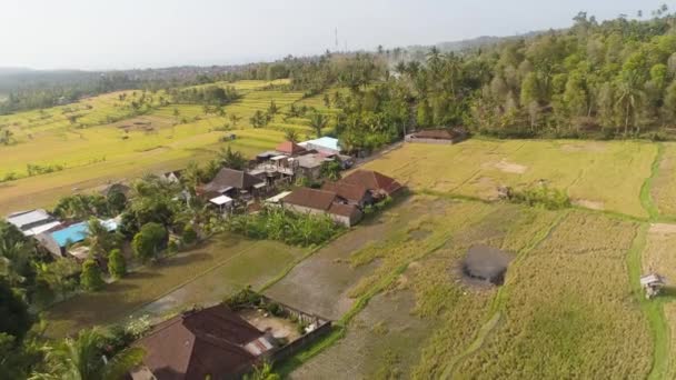 Campos de arroz con tierras agrícolas en indonesia — Vídeos de Stock