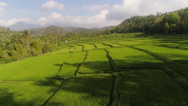 緑の棚田畑農地作物 田舎の棚田農業作物を持つ空中ビュー農地インドネシア — ストック動画