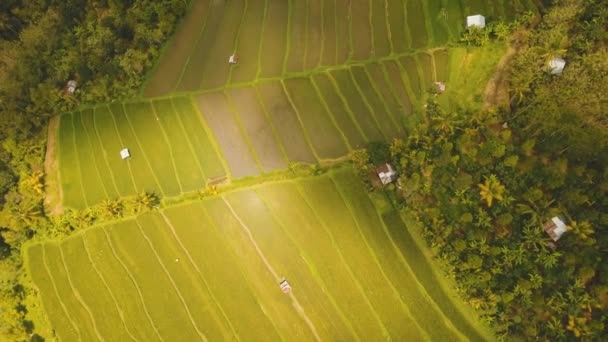 Paisaje con campo de terraza de arroz Bali, Indonesia — Vídeos de Stock