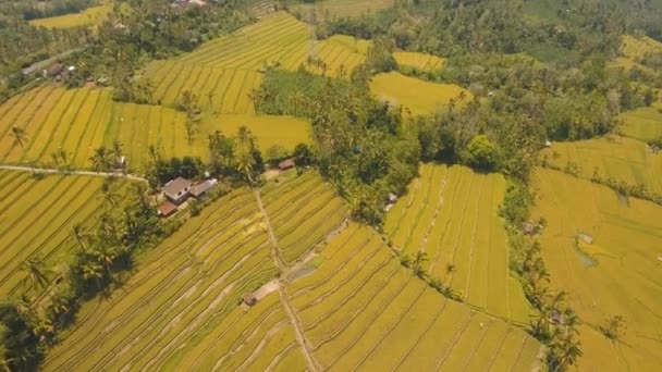 Τοπίο με ρύζι βεράντα πεδίο Μπαλί, Ινδονησία — Αρχείο Βίντεο