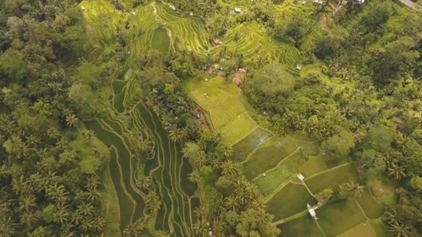 Terrazzo di risaie a Ubud, Bali, Indonesia . — Video Stock