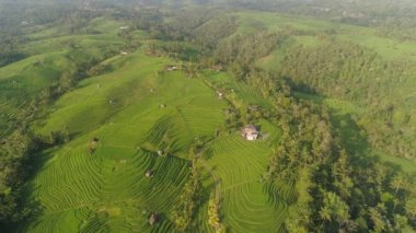 Endonezya 'da tarım arazisi olan pirinç tarlaları