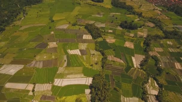 Paisaje con tierras de cultivo y campo de terraza de arroz Bali, Indonesia . — Vídeos de Stock