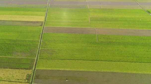 Campo de arroz y tierras agrícolas en Indonesia — Vídeos de Stock