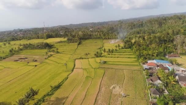 Campos de arroz con tierras agrícolas en indonesia — Vídeos de Stock