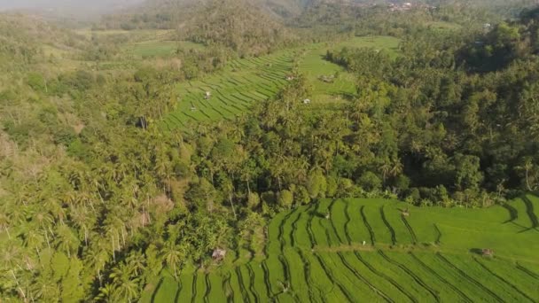 Terrazas de arroz y tierras agrícolas en indonesia — Vídeos de Stock