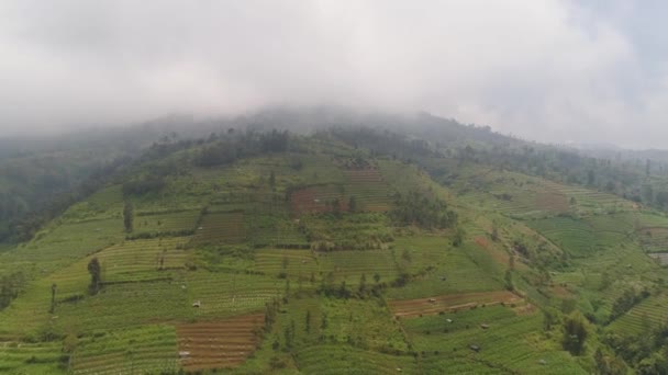 Paisaje tropical con tierras de cultivo en las montañas — Vídeo de stock