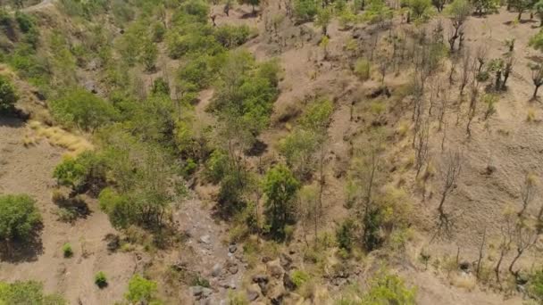 Sabana con árboles en Indonesia — Vídeo de stock