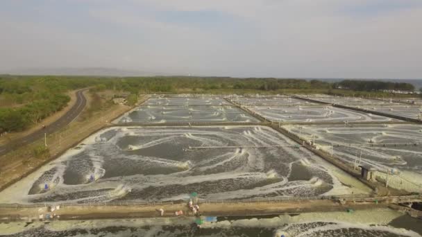 Shrimp farming in indonesia — Stock Video