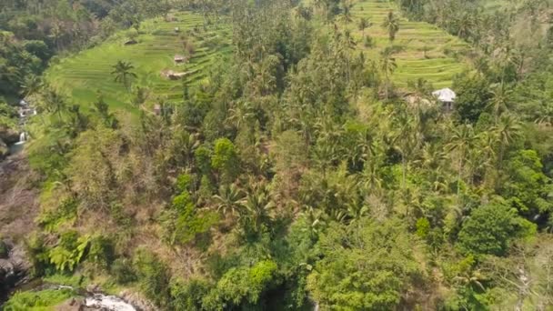 Рисовые террасы в Индонезии — стоковое видео