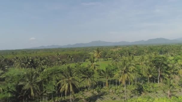 Rice terraces and agricultural land in indonesia — Stock Video