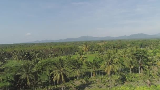 Rijstterrassen en landbouwgrond in Indonesië — Stockvideo