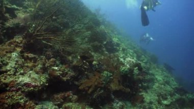 Mercan resifi ve tropikal balıklar