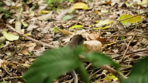 Macacos na floresta em Bali. — Vídeo de Stock