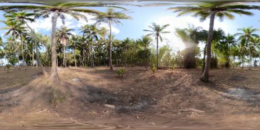 Asya vr360 Palm grove