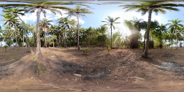 Asya vr360 Palm grove