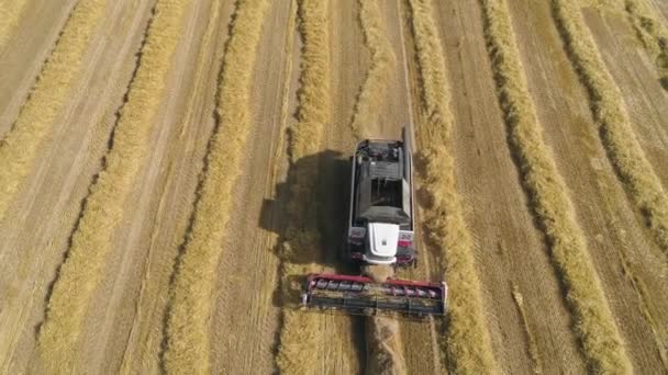 Combineer oogstmachine op tarweveld — Stockvideo