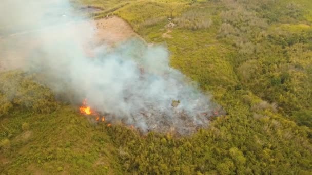 Tropik bir ormanda yangın — Stok video