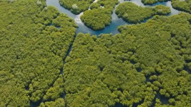 Asya 'daki Mangrove Ormanı